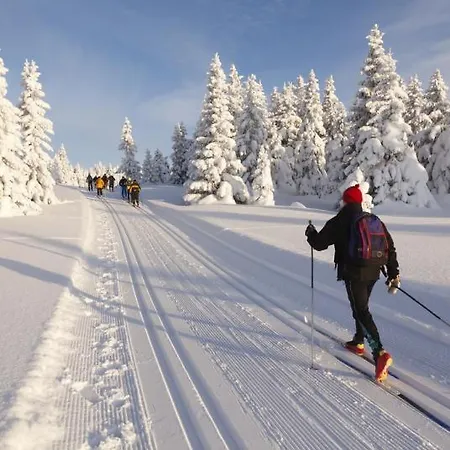 Haukka *