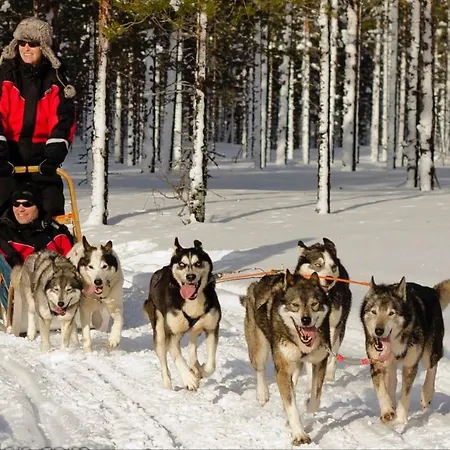 Haukka *