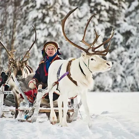 Haukka *